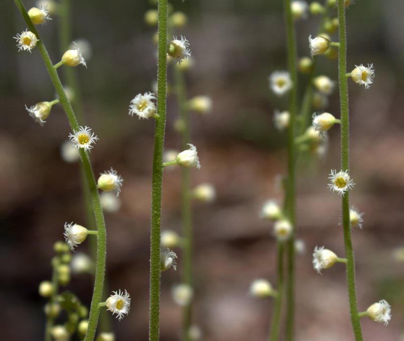 Miterwort flowers on a single stem.