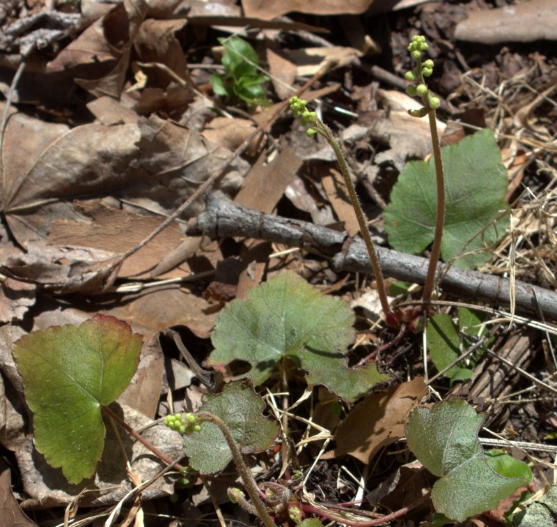 Young miterwort plants having basal leaves and a central stem with a loose terminal cluster of flower buds.