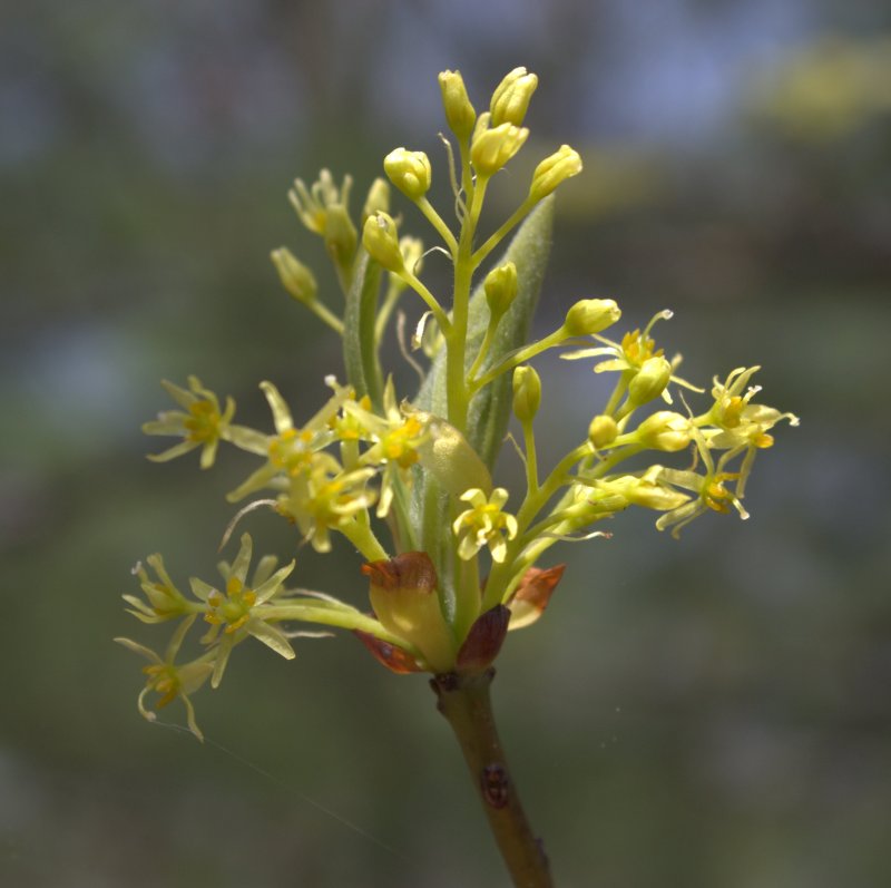 Female flowers of sassafras have six small stamens surrounding the central pistil.