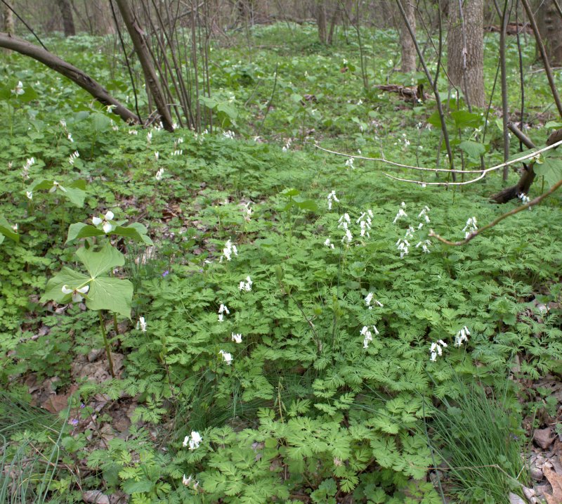 In the river floodplain next to the wildflower trail there were many Squirrel Corn and Dutchman's Breeches blooming along side Trillium.