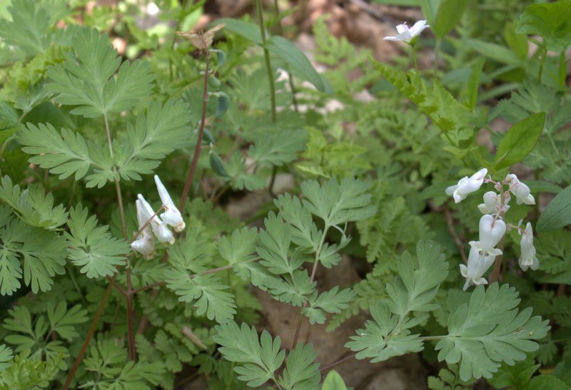 Squirrel Corn blooming on the right and Dutchman's Breeches on the left.