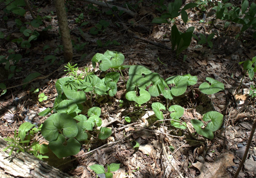 Wild ginger in the dappled sunlight of the forest near a creek.