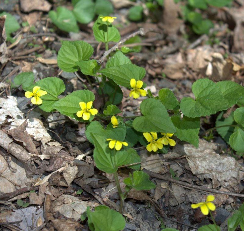 Yellow Downy Violets in full bloom beside the creek.