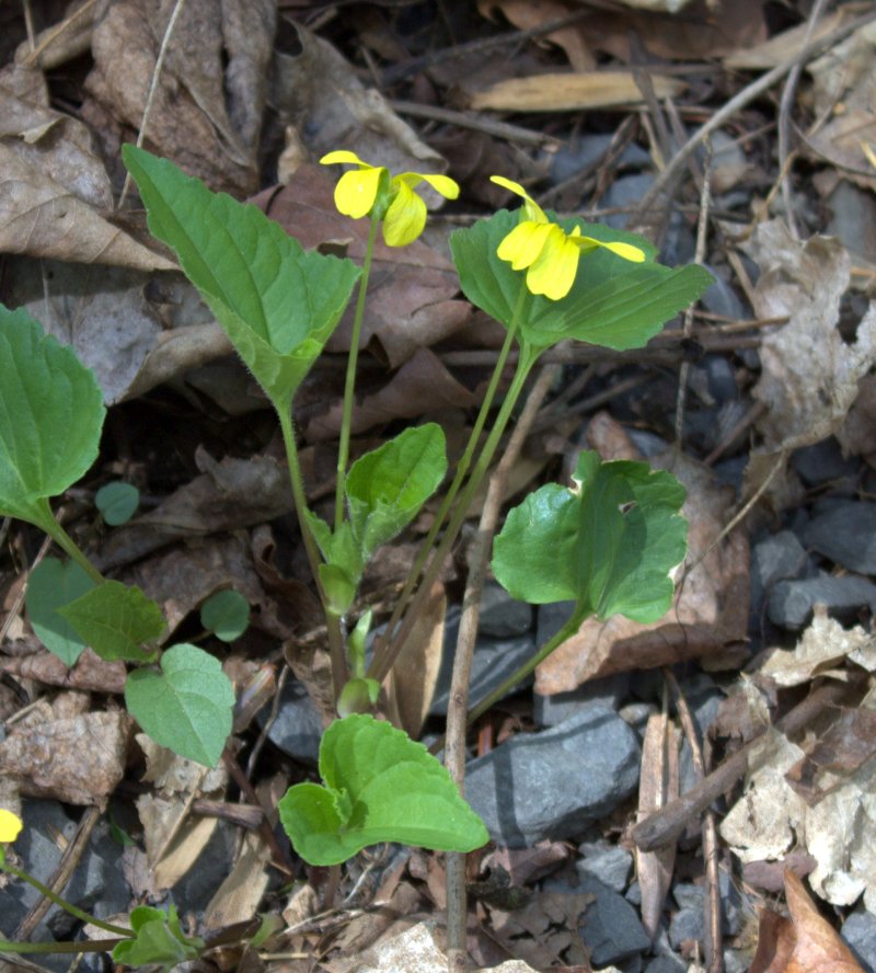 Yellow Stemmed Violets