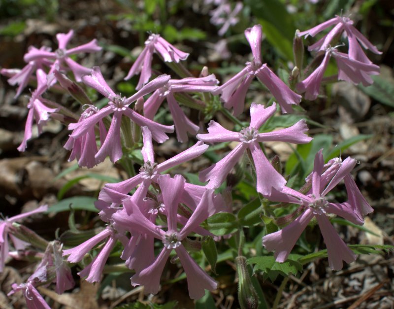 Close-up photo of wild pink flowers.