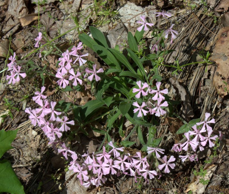 As the wild pink plants mature the flowering stem that once was upright will lay down so the flowers are practically lying on the ground.