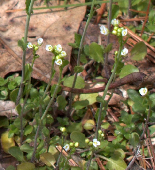 Start with the miniature white flowers and trace down the stem to the ground where you'll see the small basal leaves.