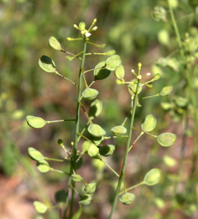 The flowering stem lengthens as the seedpods develop into flattened balloon shapes.