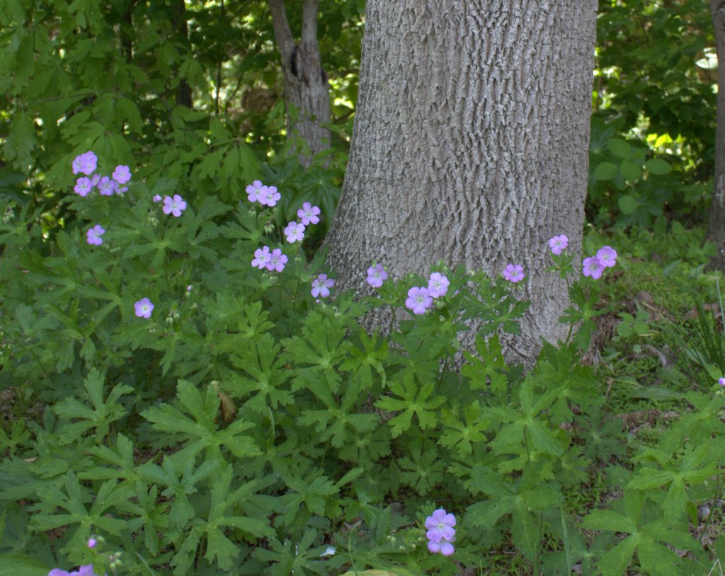 Flowers are held high over the palmate foliage of Wild Geranium.