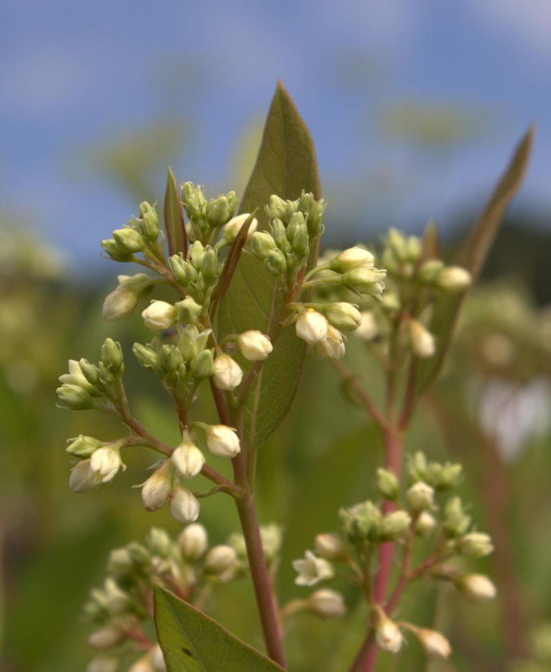 Indian hemp produces many flower clusters throughout its blooming period.