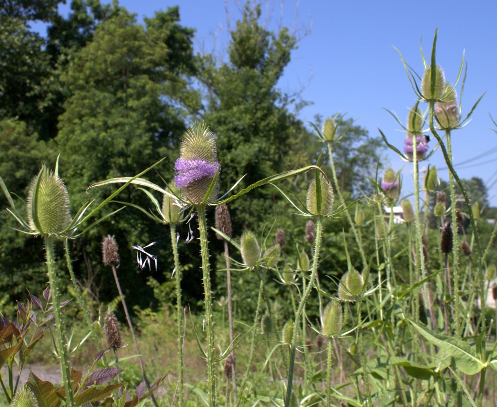 Teasel is an all together prickly plant. The brown flowering heads from last year can be seen in the background.