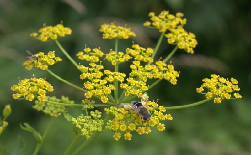 A fly and sweat bee feeding from a wild parsnip umbel.