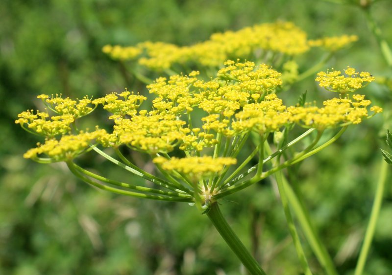 Wild Parsnip Flowers Yellow in Umbels – wildeherb.com