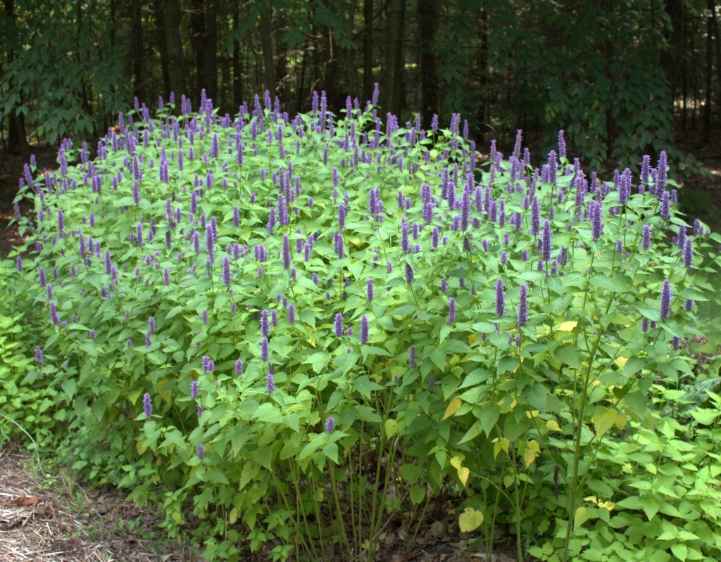 Anise Hyssop in full bloom will attract bees and butterflies.