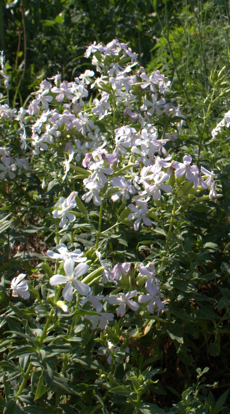 Bouncing Bet plant with sturdy stems and five-petaled white flowers.