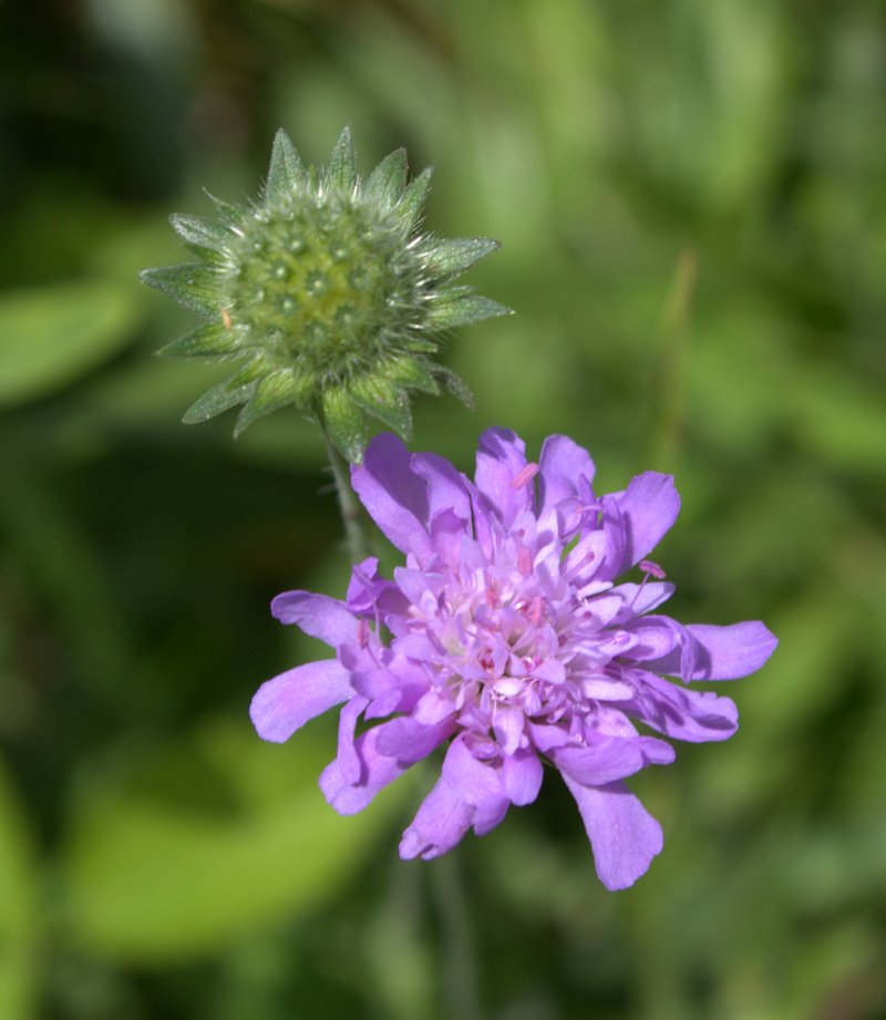 Field scabious flowers just opening up to show off their stamens with pink anthers.