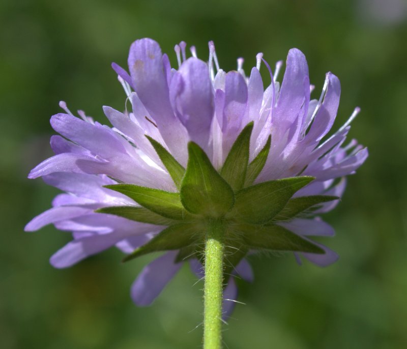 View of green sepals underneath blossoming flower head of Field Scabious.