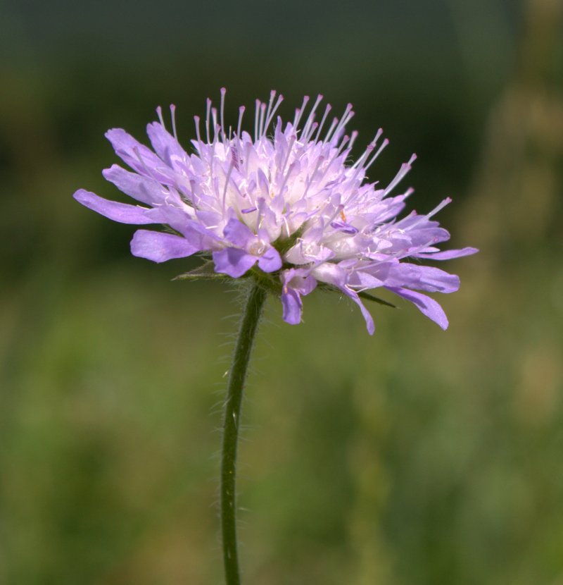 Side view of a field scabious flower head. Note the hairy stem.
