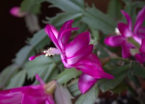 Christmas cactus blooming in bright pink.