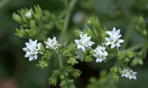 Stevia flowers in clusters of five blossoms with five petals.