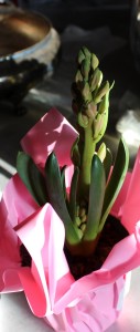 Pink Hyacinth in Bud