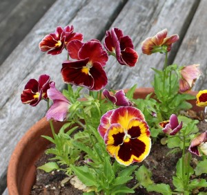 Pansy in a Pot
