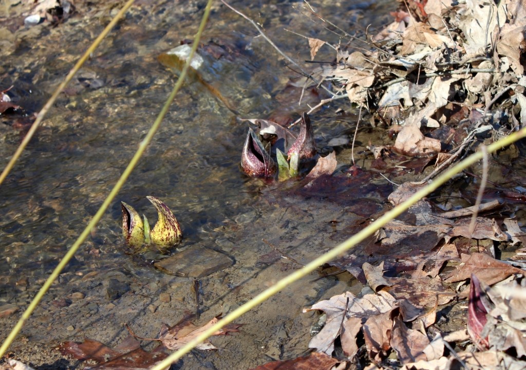 Skunk Cabbage in a Mountain Stream