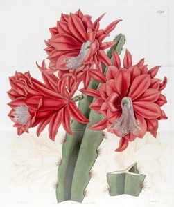 Cactus speciosissimus lateritius. By Edwards (Edwards’s Botanical Register vol. 19, plate 1596.) [Public domain], via Wikimedia Commons