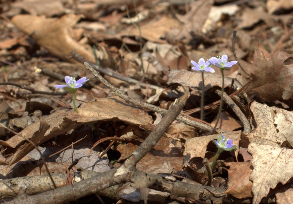 Hepatica Flowers Rising Through Oak Leaves on the Forest Floor