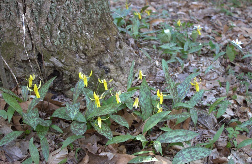 Trout Lily and Bloodroot