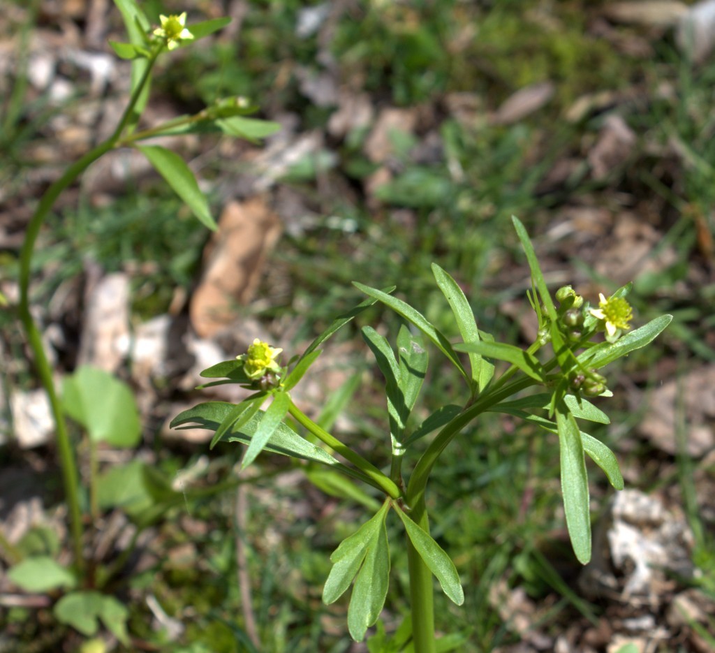 Leaves and Flowers of Kidneyleaf Buttercup