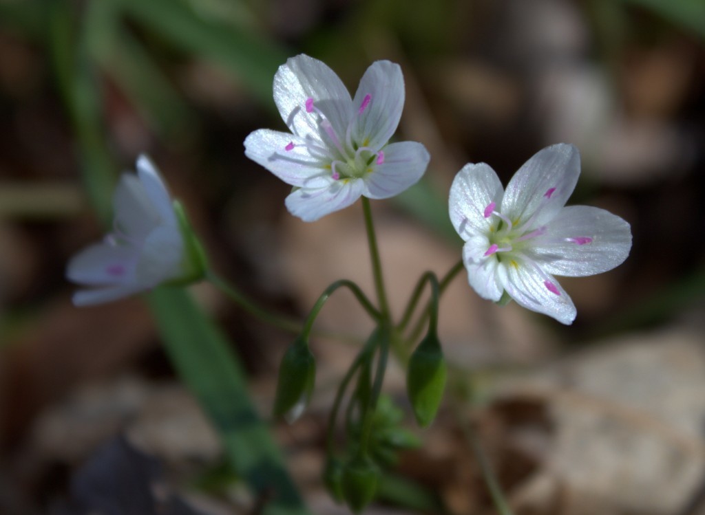 Spring Beauty Flowers