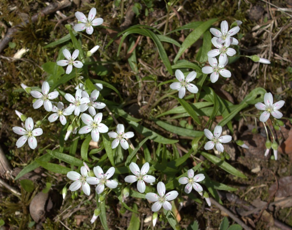 Spring Beauty Plant with Linear Leaves