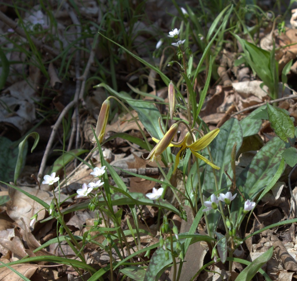 Spring Beauty Lives Among the Troutlily