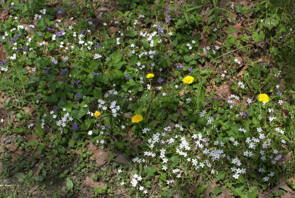 Spring Beauty Blooming with Violets and Dandelions