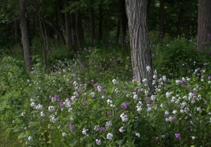 Dames' Rocket Blooming Near the Great Solomon's Seal