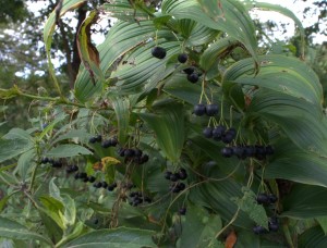 Great Solomon's Seal Blue Berries Hang on Through Fall