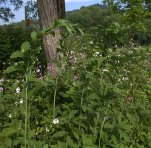 Great Solomon's Seal Blooming Near Dame's Rocket