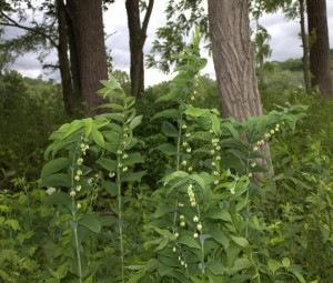 Great Solomon's Seal Flowers From Afar