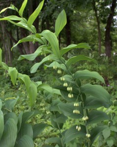 Great Solomon's Seal Continues to Flower As It Grows