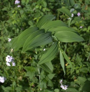Arching Sturdy Stems from the Top of Great Solomon's Seal