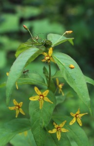 Yellow and Red Flowers of Whorled Loosestrife