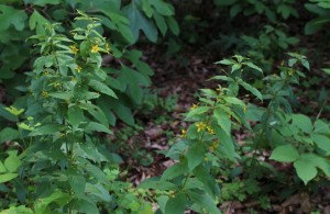 Whorled Loosestrife Blooming at the Forest Edge