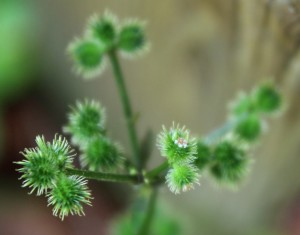 Black Snakeroot Spiny Seed Capsules
