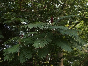 Red Sumac Berry Clusters At Branch Tips