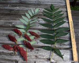 Giant Compound Leaves and Red Fruit Clusters of Staghorn Sumac