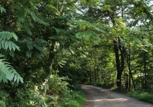 Staghorn Sumac Growing At the Roadside