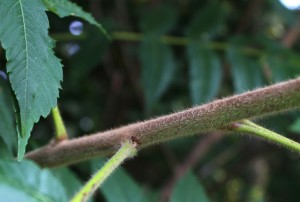 Velvet Twigs of Staghorn Sumac