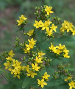 Clusters of St. John's Wort Yellow Starry Flowers