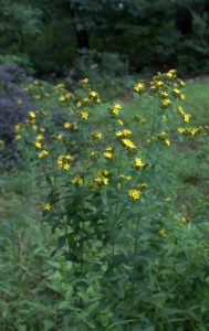 St. John's Wort Plant